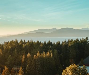 The Forests of British Columbia