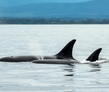 Killer Whales in the ocean